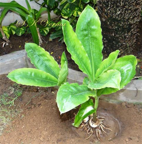   Plants-Leafy stage